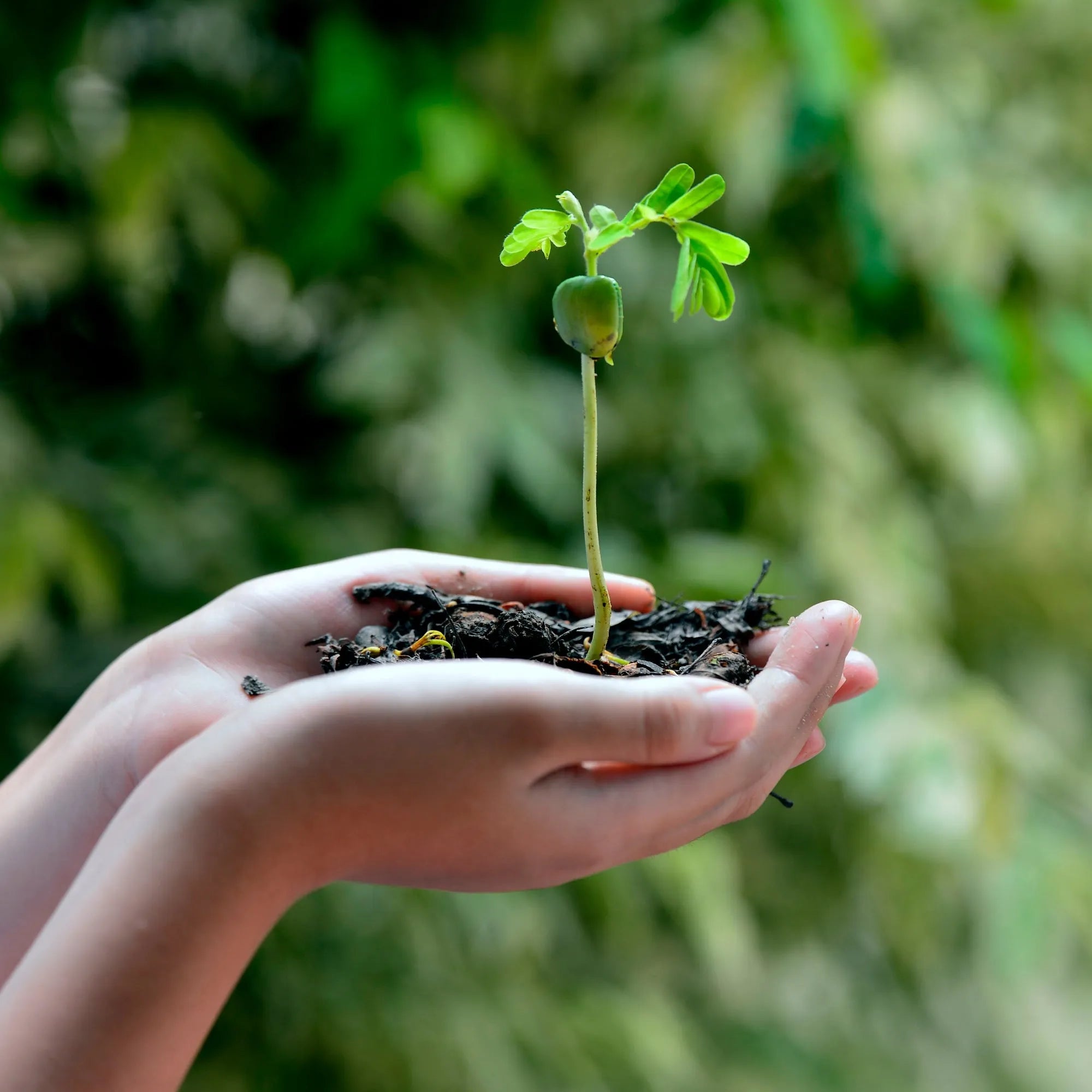 main de fille tenant a deux mains de la terre et une plante qui  y pousse